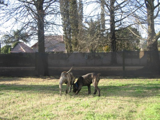 Zack y taco jugando como siempre en la quinta... son mi vida los amo Zack y taco jugando como siempre en la quinta... son mi vida los amo